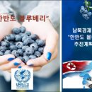 화천 마당의 보라색 기억, '한반도 블루베리'의 위대한 여정을 복기하며