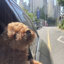 하늬동물병원 이미지