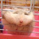 서대문구보건소천연분소 | 장티푸스 예방접종 보건소 후기 기간 주기 비용 가격 정리