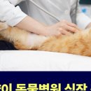 샤인고양이메디컬센터 이미지