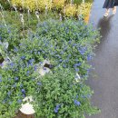 내곡동701 이미지