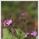 들꽃편지 이미지