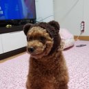 시지동물병원 | 대구 시지 동물병원 : 강아지 담낭 파열 수술 후기 [범어동물의료센터]