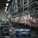 영농조합법인 김포축산 이미지