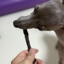 멈머다냥 이미지