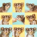 네모강아지 | [대구 남구] 🐶 대구 대명동 사진은네모다, 우리 짱어 첫 반려동물 프로필 촬영 후기