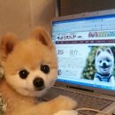 예쁜강아지 이미지