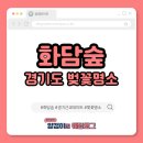 소나무둥지 | 2026 화담숲 벚꽃 실시간 후기🌸 아직 만개 전! 예약·주차 꿀팁 정리