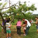 칠성과일 이미지