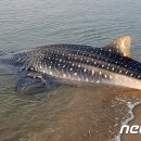 오포해수욕장 이미지