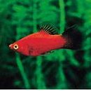 웨그(Wag) 이미지