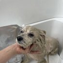 그루밍아지 네이버블로그