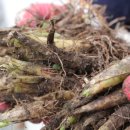 산마늘펜션 이미지