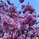 포쉬펫 | [ 반 칠십, 영국 워홀] 펫 할머니께 크리스마스 선물을!