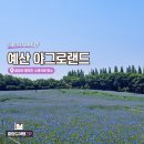 국화 - 제주시 | 충남 예산 아그로랜드 수레국화 만개 후기 6월 가볼만한 곳