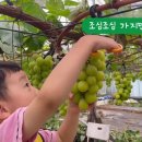 킹콩이농장