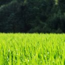 아침이슬 이미지