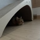 토르캣 | 아미토르와 함께한 이사 후기