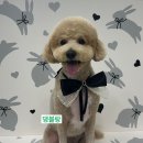 댕블랑 이미지