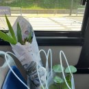 [길동 메아리꽃농원] 강동 꽃농원 추천, 길동 화원추천