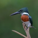 <b>아마존</b>물총새 [<b>Amazon</b> kingfisher (Chloroceryle amazona)]