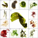 바다랑해초랑 이미지