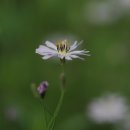 선씀바귀 Short bristle-like haired ixeris 이미지