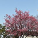 경기도 수원시 팔달구 동수원로 341 (인계동) | 수원 벚꽃 가볼만한 곳 효원공원 월화원(개화 상태, 사진 스팟, 주차 등)