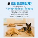 위드독 - 양평군 중앙로111번길 53-4 | 위드독