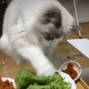 집사 음식 탐내는 고양이 이미지