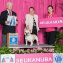 단디프렌치 이미지