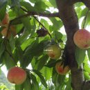 장택농장 이미지