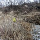 경북 성주군 금수면 광산리 / 임야 야산, 나무식재용지 연수원용지 납골당용지 수목장용지 팬션용지 묘지부지 묘목재배부지 / 4 이미지