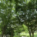 내장산조각공원 | 정읍 여행 내장산조각공원 산책하기 좋아