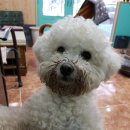 우리집 개구쟁이 이미지