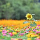 늘봄꽃화원 이미지