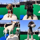 놀러오개 불로점 이미지