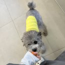 대덕대로4 | 대전 둔산 친초샵 | 손상 없이 볼륨 살아난 뿌리펌 후기