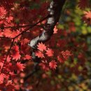 가을목장 이미지