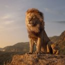 Lion King 이미지