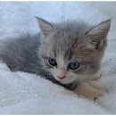 반려마루 동물병원 | 하남도그마루에서 반려동물 유기견입양 후기, 특별한 경험!