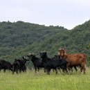 연꽃목장 이미지