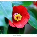 동백농장 이미지