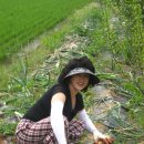 흥부농장 Daum카페