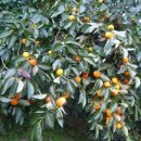 장창수농장 이미지