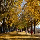 은행나무길 이미지