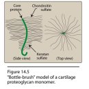 normal posture 개선의 핵심 connective tissue의 6가지 종류와 특성 이미지