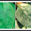 흰가루병(白粉病, Powdery mildew) 이미지