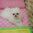 꼬미 이미지