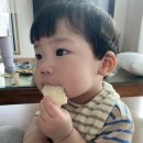 큐사랑 도화점 | 돌쟁이 아기와 함께 가기좋은 애견동반 풀펜션 '도화별장' 야외풀장위주 리뷰(URVS 튜브/코니 수영복)